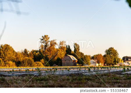 Barn at sunset in Oregon Barn at sunset in Oregon 55338467