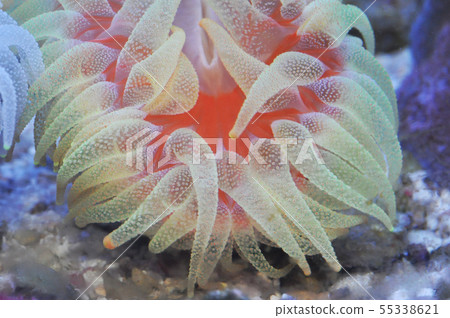 Uchiurakoaoshi coral 55338621