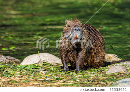 Coypu, Myocastor coypus, also known as river rat or nutria Coypu, Myocastor coypus, also known as river rat or nutria 55338651