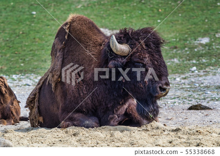 American buffalo known as bison, Bos bison in the zoo American buffalo known as bison, Bos bison in the zoo 55338668
