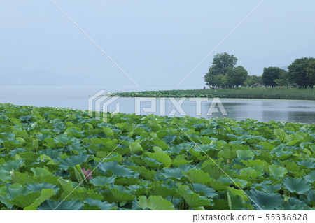 Korean lotus island seminar 55338828