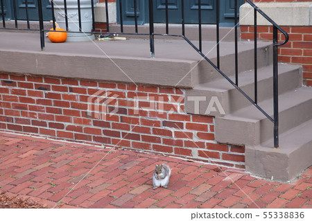 A squirrel holding an acorn in front of an American apartment A squirrel holding an acorn in front of an American apartment 55338836