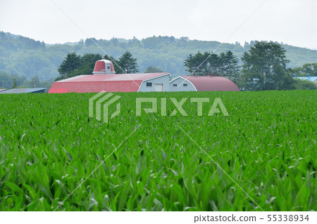 Photographing a summer landscape with a cowshed and silos in Yakumo-cho, Hokkaido 55338934