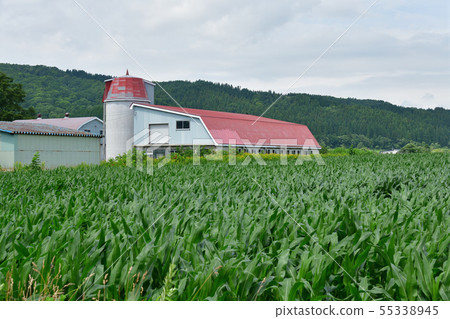 Photographing a summer landscape with a cowshed and silos in Yakumo-cho, Hokkaido 55338945