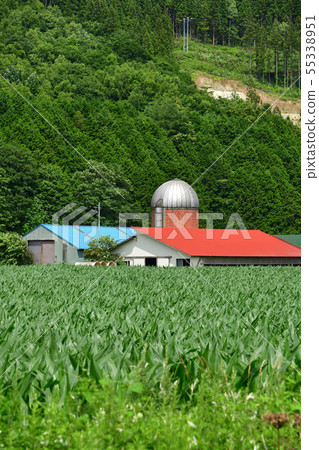 Photographing a summer landscape with a cowshed and silos in Yakumo-cho, Hokkaido 55338951