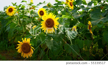 向日葵田2 55339517