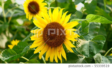 向日葵2 55339519