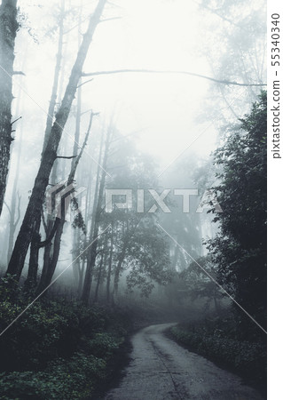 In the mist and rain forest, darkness 55340340