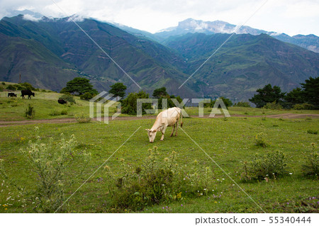 Cow graze in the mountains on a green Alpine meado 55340444