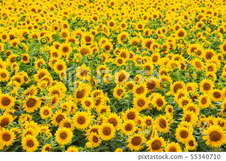 sunflower	 55340710