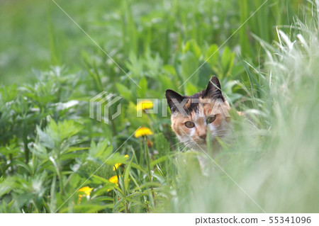 Mikage cat looking out of the grass looking at camera 55341096