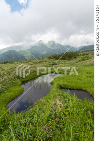 Kajigahara wetland tree path walk 55341157