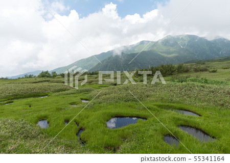 Kajigahara wetland tree path walk 55341164