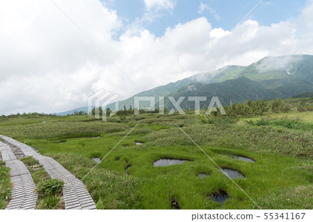 Kajigahara wetland tree path walk 55341167