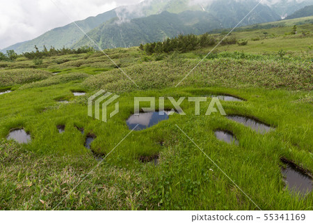 Kajigahara wetland tree path walk 55341169
