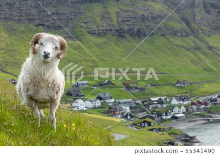 Wildlife in the Faroe Islands. Sheep on Vagar Wildlife in the Faroe Islands. Sheep on Vagar 55341490