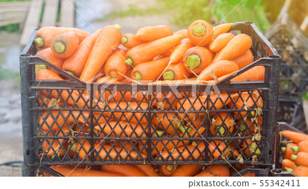 Freshly harvested carrots in boxes. Eco friendly 55342411