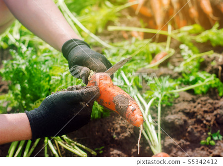 Carrot in the hands of a farmer. Harvesting. 55342412