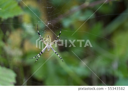 giant spider on green bokeh giant spider on green bokeh 55343582
