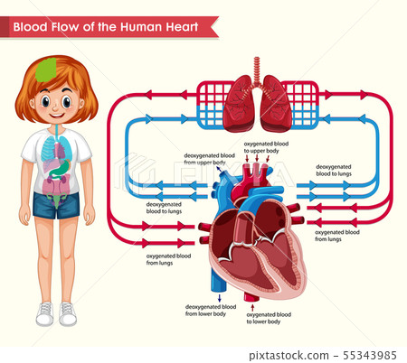 Scientific medical illustration of blood flow 55343985