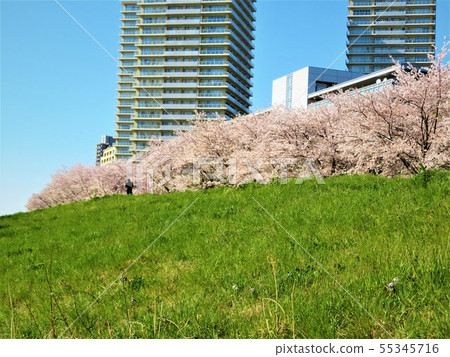 東京都大田區多摩河21世紀的櫻花樹 東京都大田區多摩河21世紀的櫻花樹 55345716