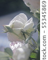 玫瑰和芽 55345869