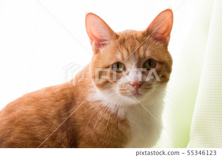 Tiger cat Tiger cat 55346123