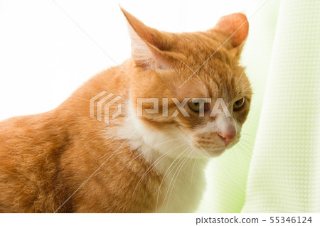 Tiger cat Tiger cat 55346124