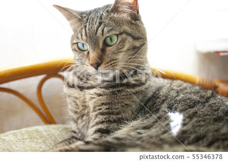 Cat image 3 Cat image 3 55346378