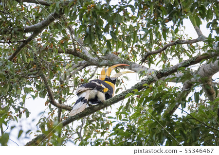 Great hornbill enjoy eating Banyan tree 55346467