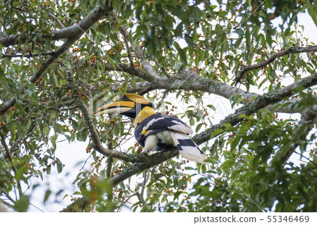 Great hornbill enjoy eating Banyan tree 55346469