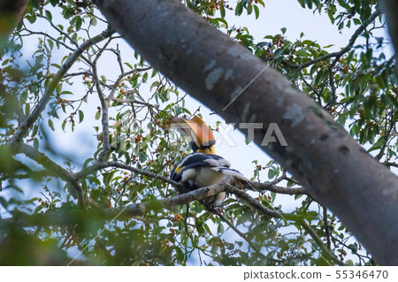 Great hornbill enjoy eating Banyan tree 55346470