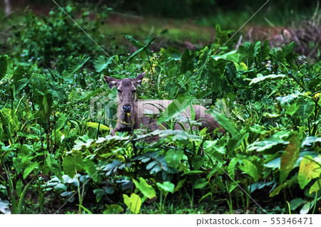 Sambar deer in forest at Khao Yai national park Sambar deer in forest at Khao Yai national park 55346471