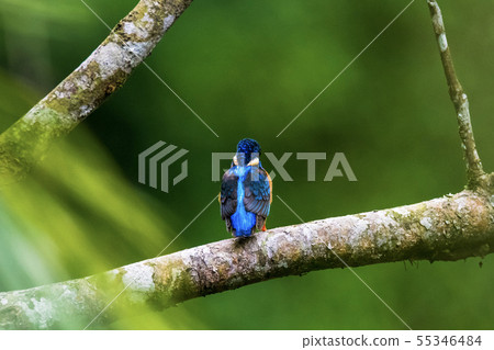 Common Kingfisher (Alcedo atthis) on branch Common Kingfisher (Alcedo atthis) on branch 55346484
