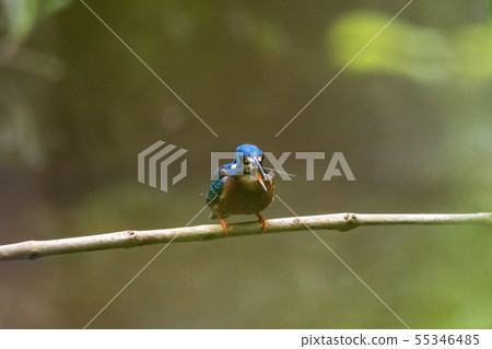 Common Kingfisher (Alcedo atthis) on branch Common Kingfisher (Alcedo atthis) on branch 55346485