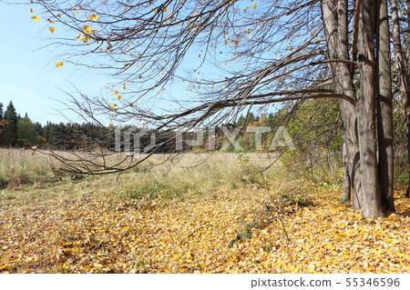 Leaf fall  in the autumn forest 55346596