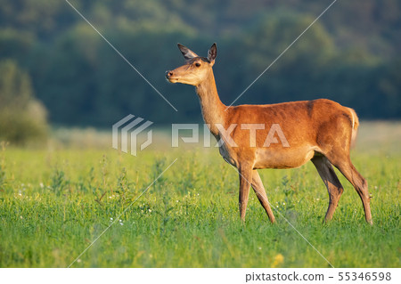Undisturbed curious red deer hind looking away in nature in summer at sunset 55346598