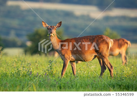 Red deer hind standing on a meadow facing camera in spring at sunset 55346599