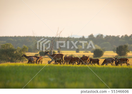 Numerous herd of red deer hinds grazing on fresh green grass in spring at sunset Numerous herd of red deer hinds grazing on fresh green grass in spring at sunset 55346606
