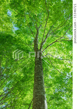 Fresh green beech: Konoike Odani-mura, Kitaazumi-gun 55346721