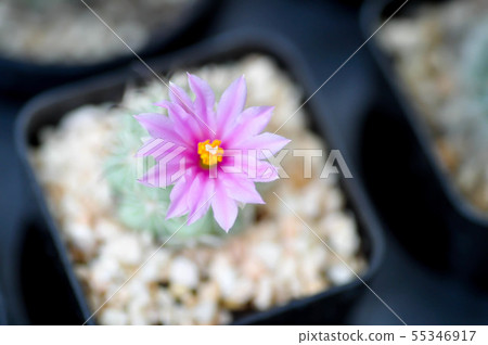 Mammillaria scrippsiana, cactus in pot 55346917