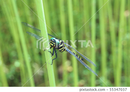 無霸勾蜓 55347037