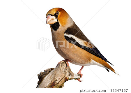 Side view of garden bird hawfinch sitting on branch in winter isolated on white 55347167