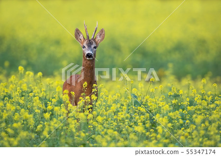 Roe deer buck standing on a flowery rape field with yellow flowers in summer Roe deer buck standing on a flowery rape field with yellow flowers in summer 55347174