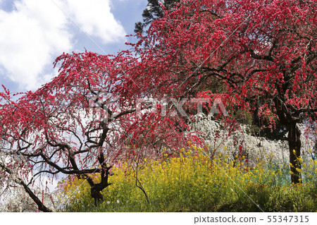 In spring, in the village of the twig peach 55347315