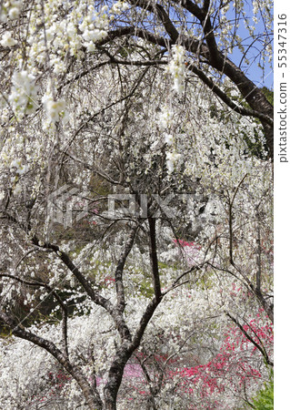 在春天，在村里的樹枝桃 55347316