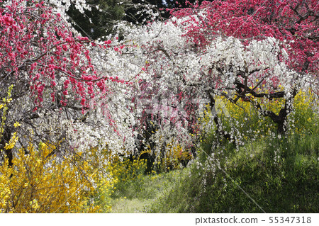 In spring, in the village of the twig peach In spring, in the village of the twig peach 55347318