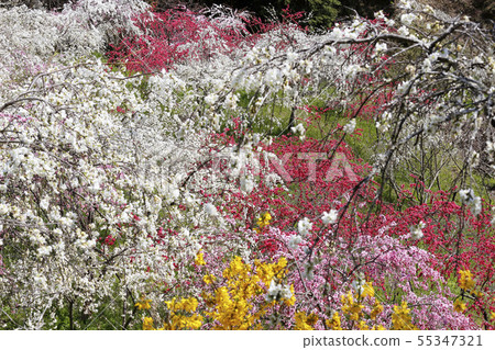 In spring, in the village of the twig peach 55347321