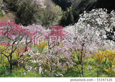 In spring, in the village of the twig peach In spring, in the village of the twig peach 55347326