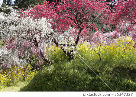 In spring, in the village of the twig peach 55347327